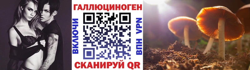 Галлюциногенные грибы Psilocybe  Купить закладки  Богданович 